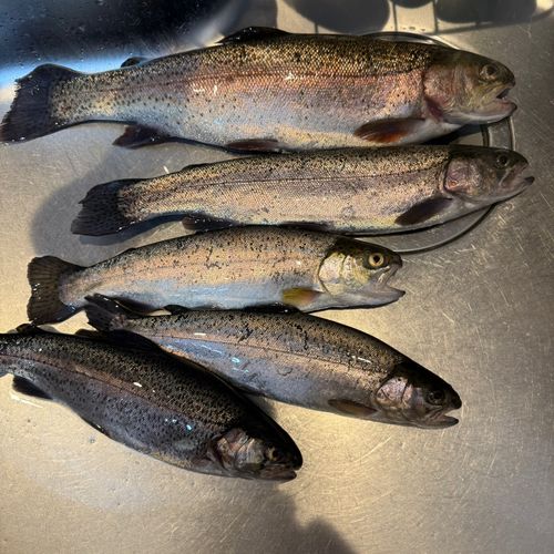 ニジマスの釣果