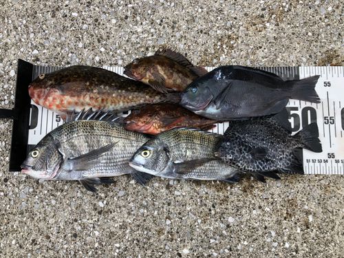 東京湾（富津〜金谷）