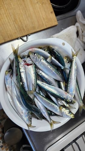 マイワシの釣果