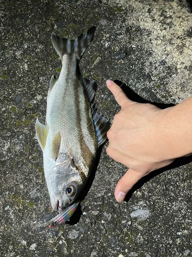 コトヒキの釣果