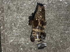 ヤイトハタの釣果