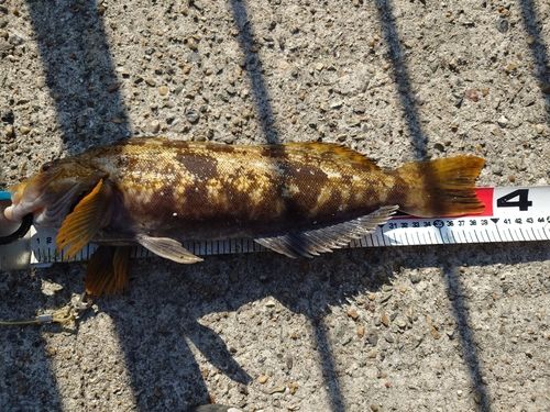 アイナメの釣果