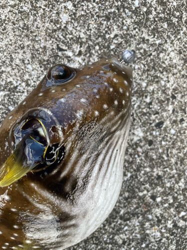 フグの釣果