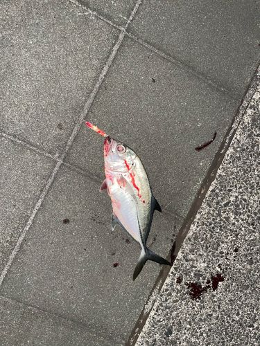 オニヒラアジの釣果