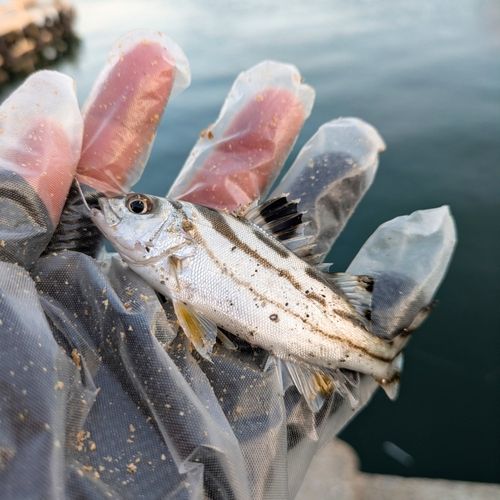コトヒキの釣果