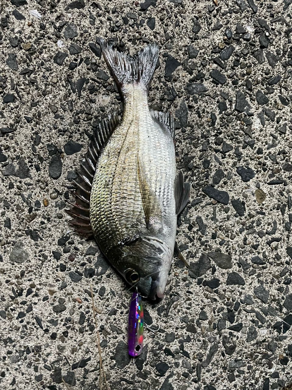 ミナミクロダイ