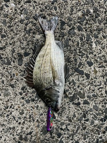 ミナミクロダイの釣果