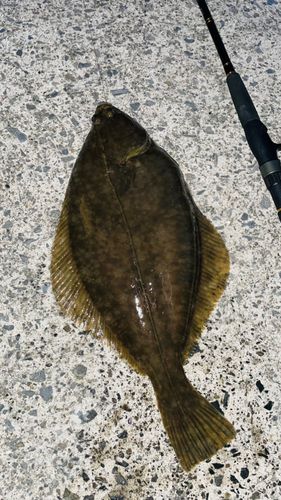 マコガレイの釣果