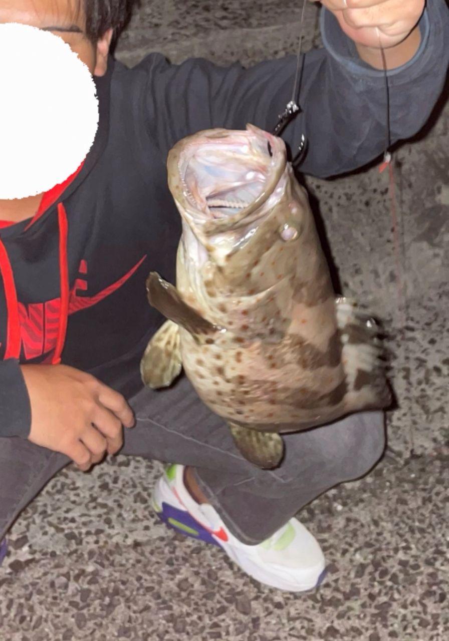 チャイロマルハタ