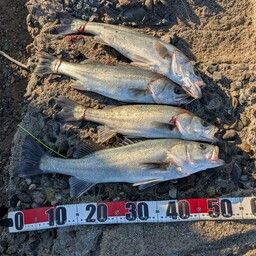 セイゴ（タイリクスズキ）