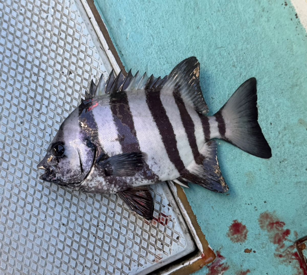 オトコマエさんの釣果 2枚目の画像