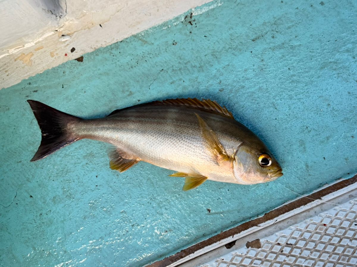 オトコマエさんの釣果 1枚目の画像
