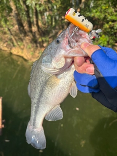 ラージマウスバスの釣果