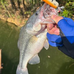 ラージマウスバス