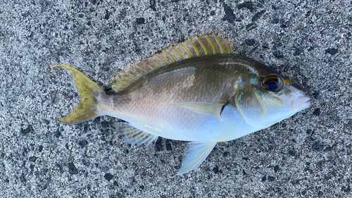 ヒトスジタマガシラの釣果