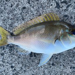 ヒトスジタマガシラ