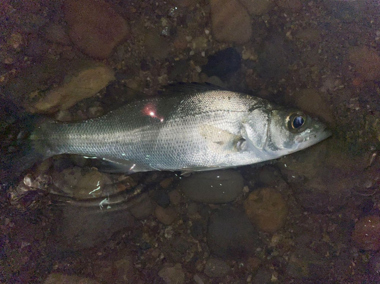 セイゴ（ヒラスズキ）