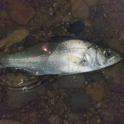 セイゴ（ヒラスズキ）