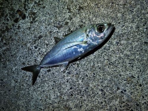メアジの釣果