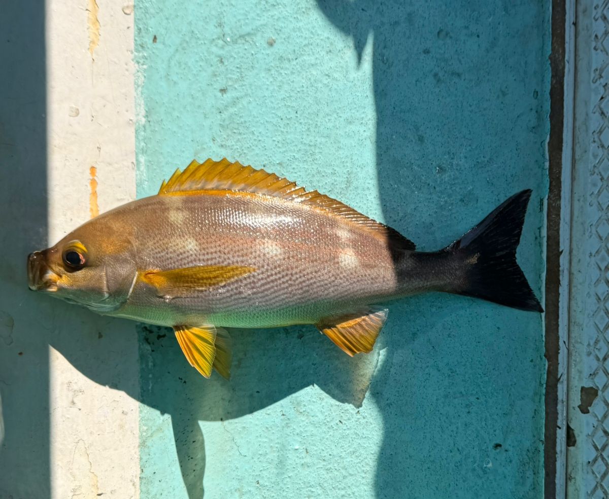 オトコマエさんの釣果 1枚目の画像