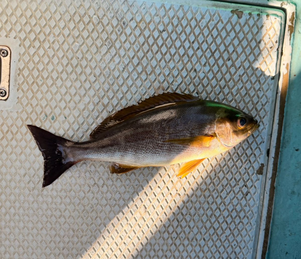 オトコマエさんの釣果 1枚目の画像