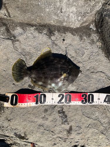 カワハギの釣果