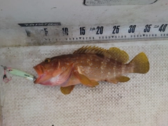 キジハタの釣果