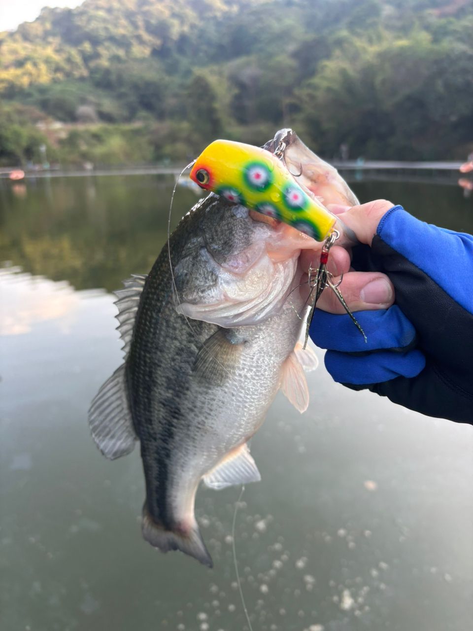 SHIMANO 20メタニウム 101XGの最安値・インプレ・釣果 | 本音の口コミ