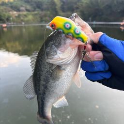 ラージマウスバス