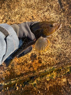 アイナメの釣果