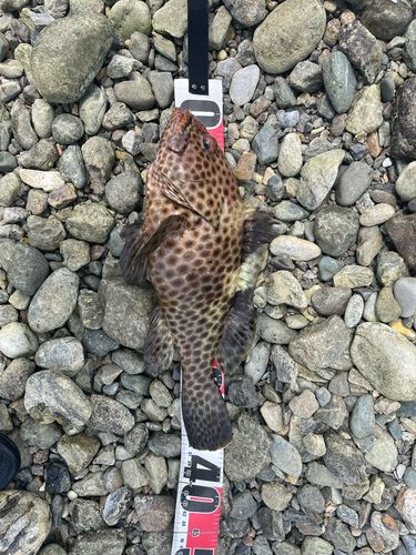 オオモンハタの釣果