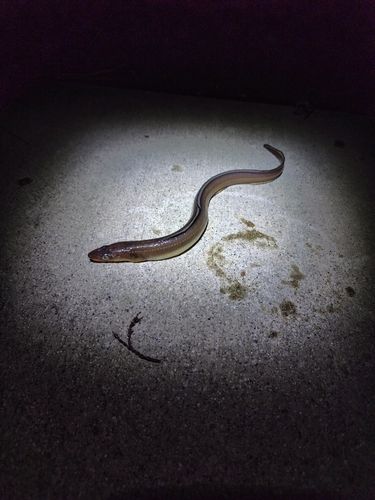 マアナゴの釣果