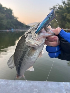 ラージマウスバスの釣果