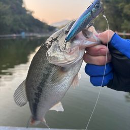 ラージマウスバス