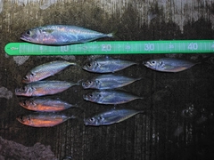 アジの釣果