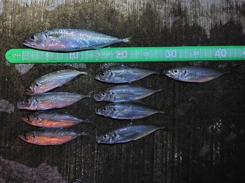 神戸空港親水護岸