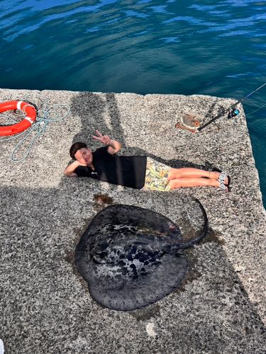 マダラエイの釣果