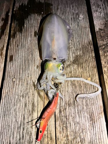 アオリイカの釣果