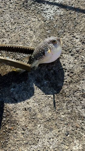 フグの釣果