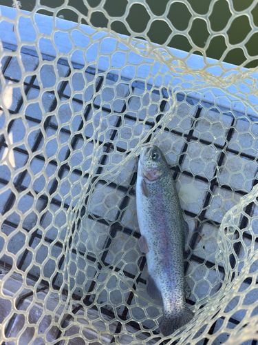 レインボートラウトの釣果