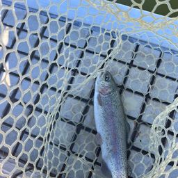 レインボートラウト