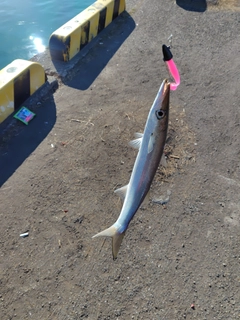 カマスの釣果