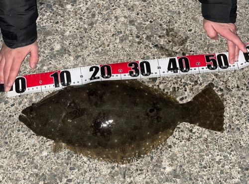 ヒラメの釣果