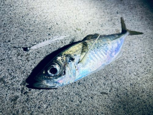 小名浜港市場前