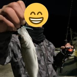 セイゴ（タイリクスズキ）