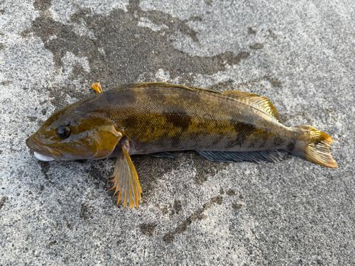 アイナメの釣果