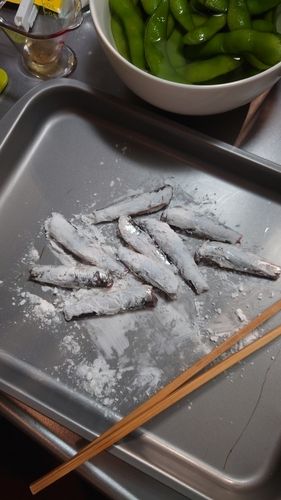 カタクチイワシの釣果