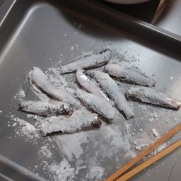 カタクチイワシ