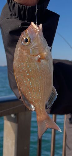 アジュール舞子