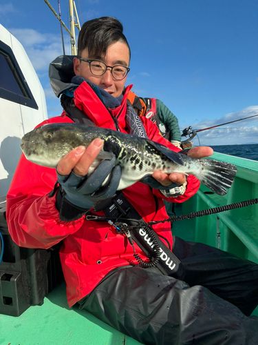 トラフグの釣果